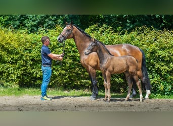 Hannoveraan, Merrie, veulen (04/2024), Bruin