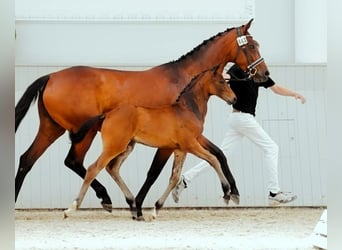 Hannoveraan, Merrie, Veulen (03/2026), Bruin