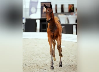 Hannoveraan, Merrie, Veulen (03/2026), Bruin