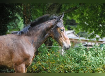 Hannoveraan, Merrie, veulen (05/2024), Bruin