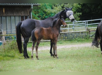 Hannoveraan, Merrie, veulen (05/2024), Bruin