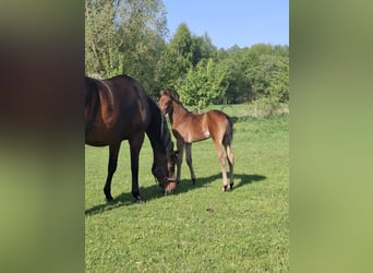Hannoveraan, Merrie, , Bruin