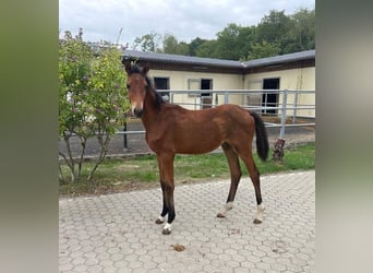 Hannoveraan, Merrie, Veulen (04/2026), Bruin