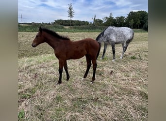 Hannoveraan, Merrie, Veulen (05/2026), Bruin