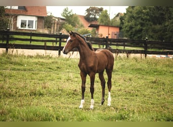 Hannoveraan, Merrie, Veulen (06/2026), Bruin