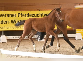 Hannoveraan, Merrie, veulen (03/2024), Bruin