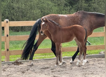 Hannoveraan, Merrie, veulen (03/2024), Bruin