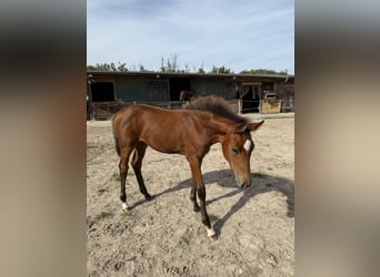 Hannoveraan, Merrie, Veulen (06/2025), Bruin