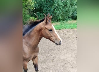 Hannoveraan, Merrie, Veulen (04/2025), Bruin
