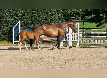Hannoveraan, Merrie, Veulen (04/2025), Bruin