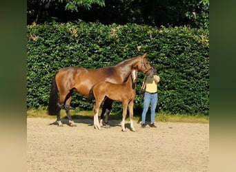 Hannoveraan, Merrie, Veulen (04/2025), Bruin