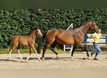 Hannoveraan, Merrie, Veulen (04/2025), Bruin