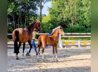 Hannoveraan, Merrie, Veulen (04/2025), Bruin