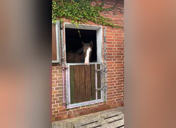 Hannoveraan, Merrie, Veulen (04/2025), Bruin