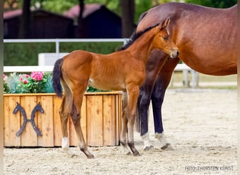 Hannoveraan, Merrie, Veulen (07/2026), Bruin