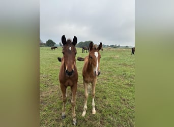 Hannoveraan, Merrie, Veulen (05/2025), Bruin