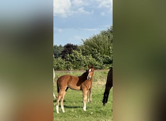 Hannoveraan, Merrie, Veulen (05/2025), Bruin