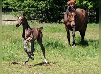 Hannoveraan, Merrie, Veulen (05/2025), Donkerbruin