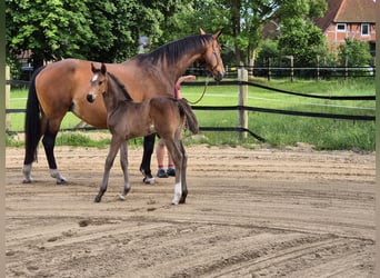 Hannoveraan, Merrie, Veulen (05/2025), Donkerbruin