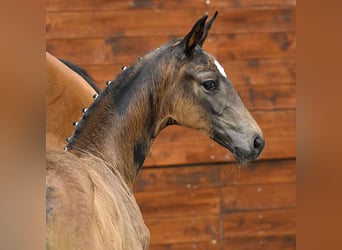Hannoveraan, Merrie, Veulen (05/2025), Donkerbruin