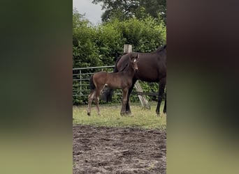 Hannoveraan, Merrie, Veulen (06/2026), Donkerbruin