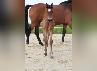 Hannoveraan, Merrie, Veulen (05/2026), Donkerbruin