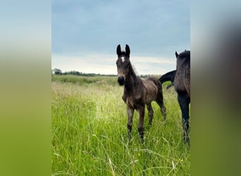 Hannoveraan, Merrie, veulen (04/2024), Donkerbruin