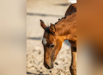 Hannoveraan, Merrie, Veulen (04/2025), Donkerbruin