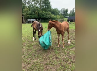 Hannoveraan, Merrie, Veulen (04/2025), Donkerbruin