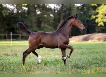 Hannoveraan, Merrie, veulen (06/2024), Donkerbruin