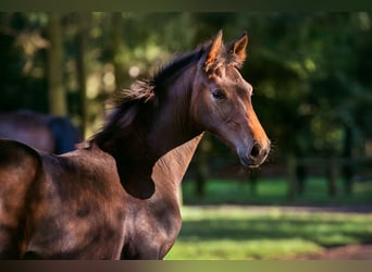 Hannoveraan, Merrie, veulen (06/2024), Donkerbruin