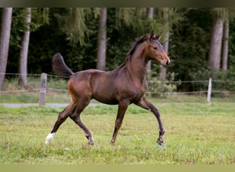 Hannoveraan, Merrie, veulen (06/2024), Donkerbruin