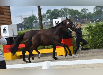 Hannoveraan, Merrie, Veulen (03/2026), Donkerbruin