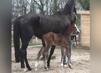 Hannoveraan, Merrie, , Donkerbruin