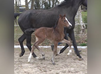 Hannoveraan, Merrie, , Donkerbruin