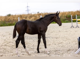 Hannoveraan, Merrie, Veulen (05/2026), Donkerbruin