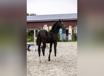 Hannoveraan, Merrie, Veulen (05/2026), Donkerbruin