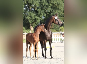 Hannoveraan, Merrie, veulen (04/2024), Donkere-vos