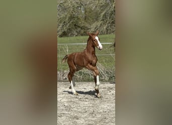 Hannoveraan, Merrie, Veulen (04/2026), Donkere-vos