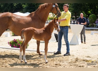 Hannoveraan, Merrie, veulen (06/2023), Donkere-vos