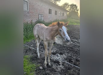 Hannoveraan, Merrie, Veulen (03/2026), kan schimmel zijn