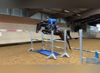 Hannoveraan, Merrie, Veulen (03/2026), kan schimmel zijn