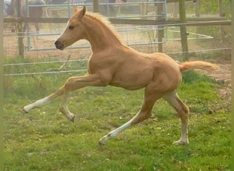 Hannoveraan, Merrie, Veulen (03/2025), Palomino