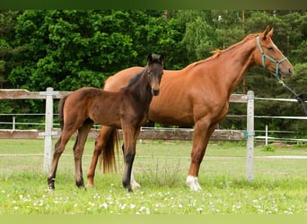 Hannoveraan, Merrie, Veulen (01/2025), Roodbruin