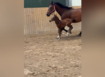 Hannoveraan, Merrie, 
