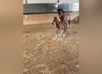Hannoveraan, Merrie, 