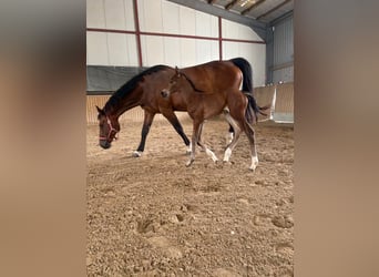 Hannoveraan, Merrie, 