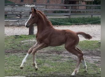 Hannoveraan, Merrie, , Vos