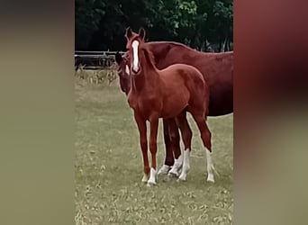 Hannoveraan, Merrie, Veulen (05/2025), Vos