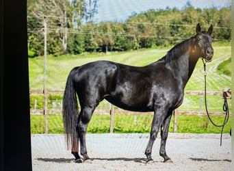 Hannoveraan, Merrie, veulen (04/2023), Zwart